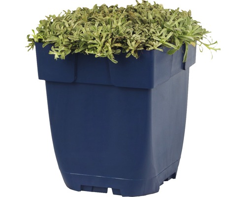 Blauwe plantenbak met groene plant