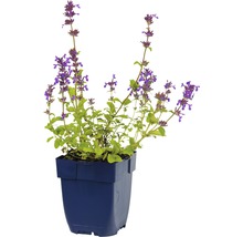 Kattenkruid in een pot