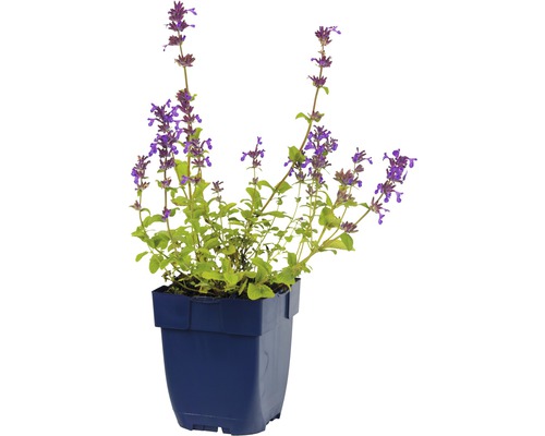 Kattenkruid in een pot
