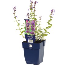 Nepeta plant in pot