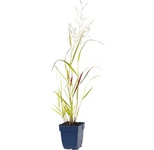 Siergras in een pot
