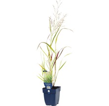 Grasplant in een pot