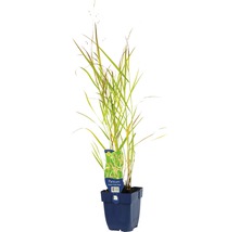 Grasplant in een pot