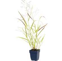 Siergras in pot