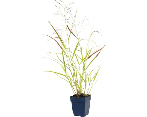 Siergras in pot