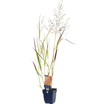 Vedergras plant in pot