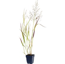 Siergras in pot