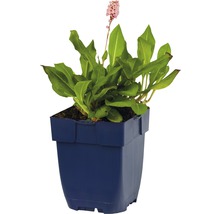 Duizendknoop in pot