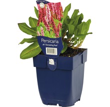 Persicaria affinis ''Darjeeling Red'' plant in pot