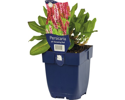 Persicaria affinis ''Darjeeling Red'' plant in pot
