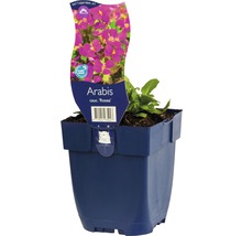 Arabis caucasica ''Rosea'' plant in een pot