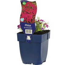 Vlambloem ''Ochsenblut'' in pot