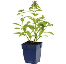 Plant in blauwe pot
