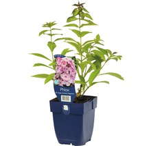 Vlambloem in pot