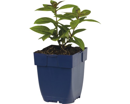 Plant in een pot