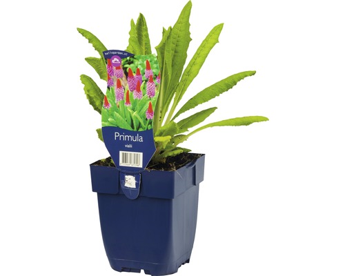 Primula vialii in pot