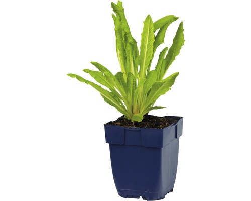 Sla plant in pot