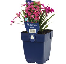 FLORASELF Sterretjesgras Rhodoxis-Cultivars 'Fairytale' potmaat Ø 11.0 cm H 5-10 cm