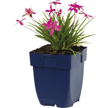 FLORASELF Sterretjesgras Rhodoxis-Cultivars 'Fairytale' potmaat Ø 11.0 cm H 5-10 cm