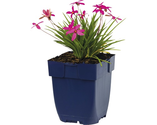 Sparaxis bloem in een plantenbak