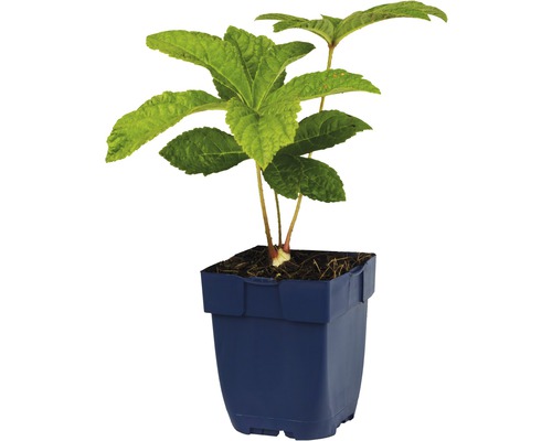Jonge schotelhortensia in pot
