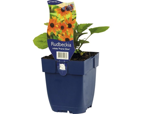 Rudbeckia triloba ''Prairie Glow'' in pot