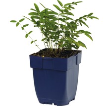 Parasol Acacia in pot