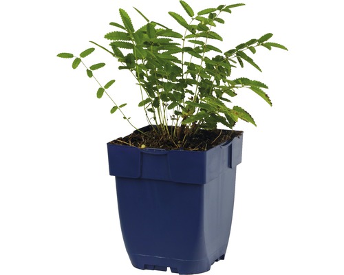 Parasol Acacia in pot