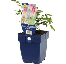 Sanguisorba ''Pink Tanna'' plant in pot