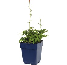 Kattestaart plant in pot