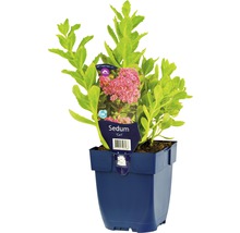 FLORASELF Vetkruid Sedum spectabile 'Carl' Ø 11 cm