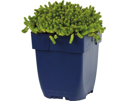 Vetkruid in bloempot