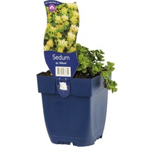 Sedum sp. Album in pot