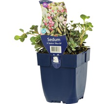 Sedum X Sedoro ''Blue Elf'' plant in een pot