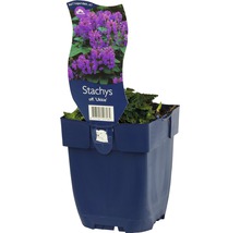 FLORASELF Betonie Stachys officinalis Ø 11 cm