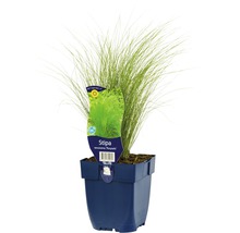 Vedergras Stipa tenuissima ''Ponytails'' in pot