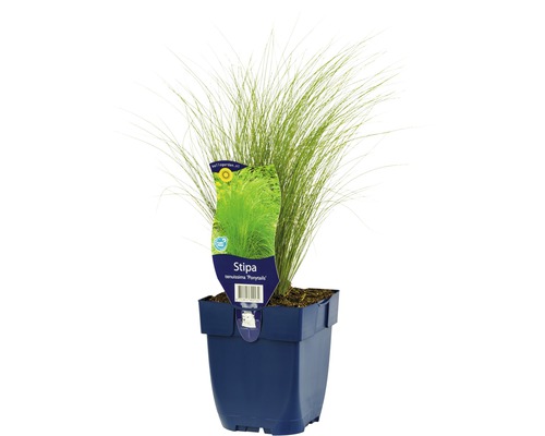 FLORASELF Straalhaver Stipa tenuissima 'Ponytayls potmaat Ø 11.0 cm H 5-60 cm Vedergras Stipa tenuissima ''Ponytails'' in pot