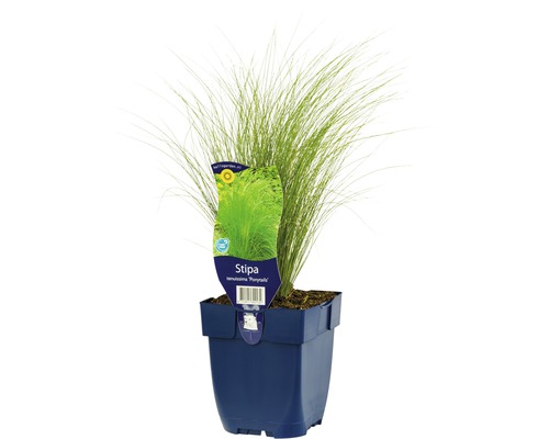 FLORASELF Straalhaver Stipa tenuissima 'Ponytayls potmaat Ø 11.0 cm H 5-60 cm