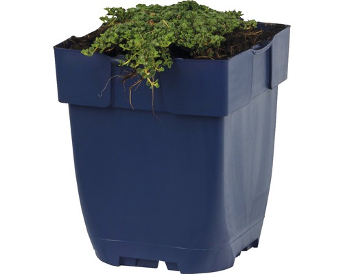 Kunststof bloempot met plant