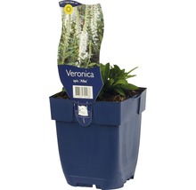 Blauwe Veronica spicata Alba pot