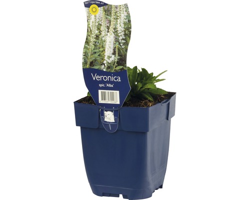 FLORASELF Ereprijs Veronica spicata Ø 11 cm
