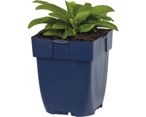 Plant in een bloempot