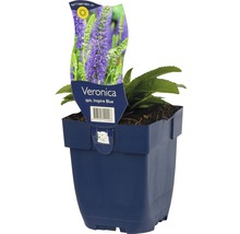 FLORASELF Ereprijs Veronica spicata Ø 11 cm