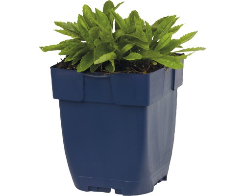 Potplant in kunststof pot