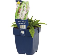 Veronica Inspire Pink plant in pot
