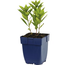 FLORASELF Zwarte ereprijs Veronicastrum virginicum 'Pink Glow'' potmaat Ø 11.0 cm H 5-140 cm