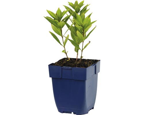 Hortensia in pot