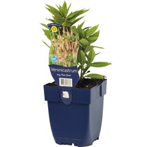FLORASELF Zwarte ereprijs Veronicastrum virginicum 'Pink Glow'' potmaat Ø 11.0 cm H 5-140 cm