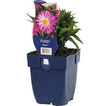 FLORASELF Herfstaster Aster novi-belgii Ø 11 cm