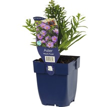 Aster ''Wood''s Purple'' in pot